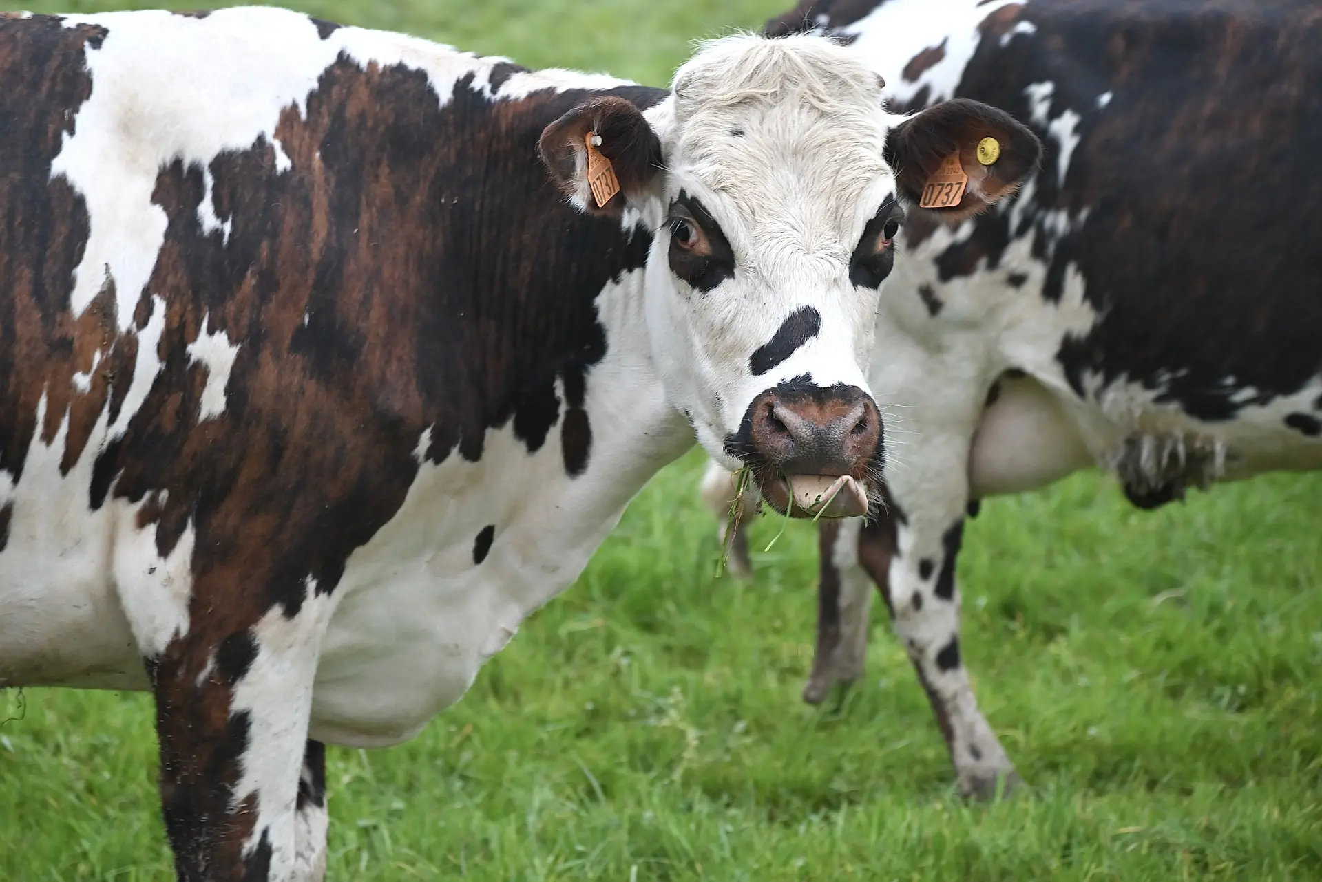 Cows