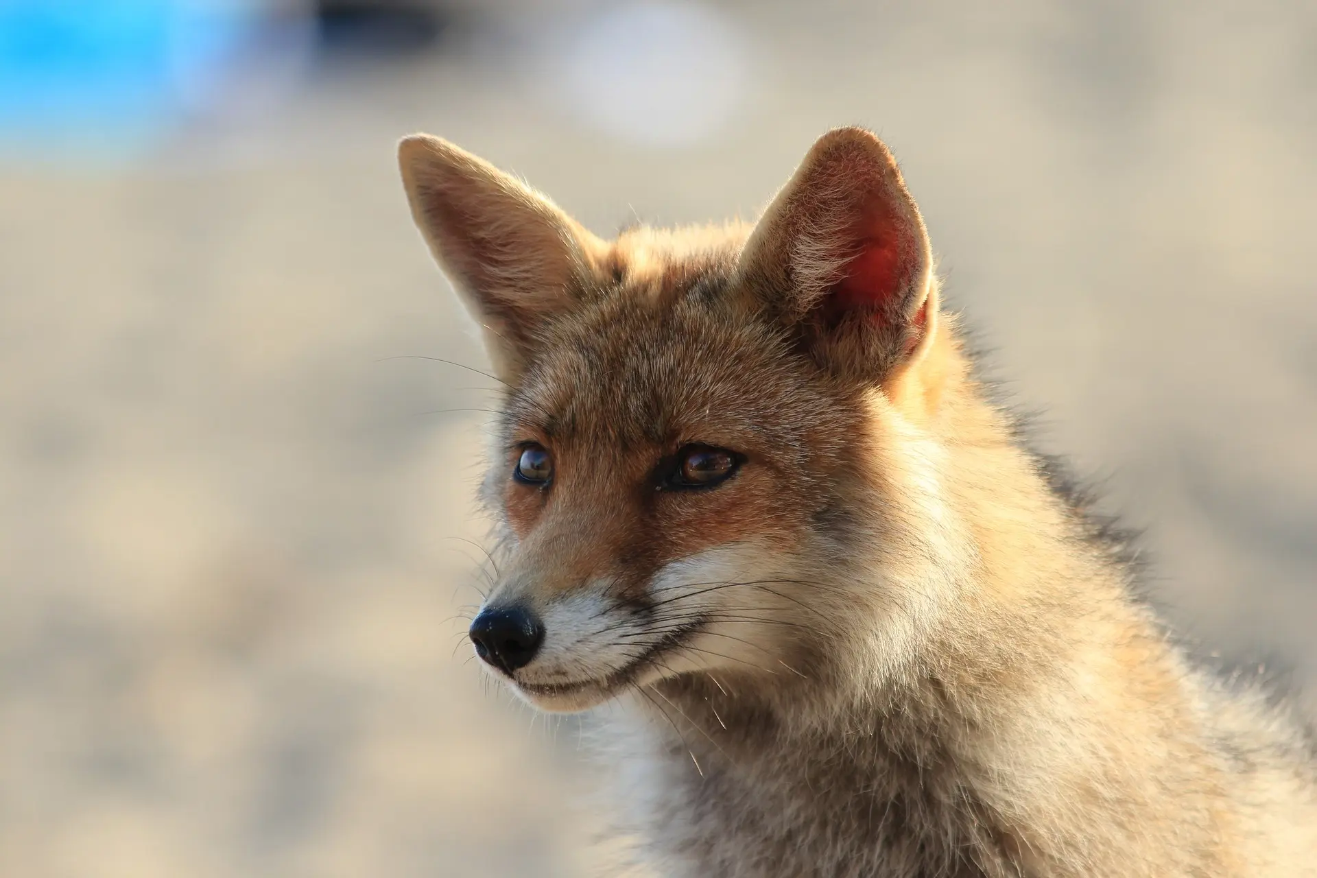 Fox