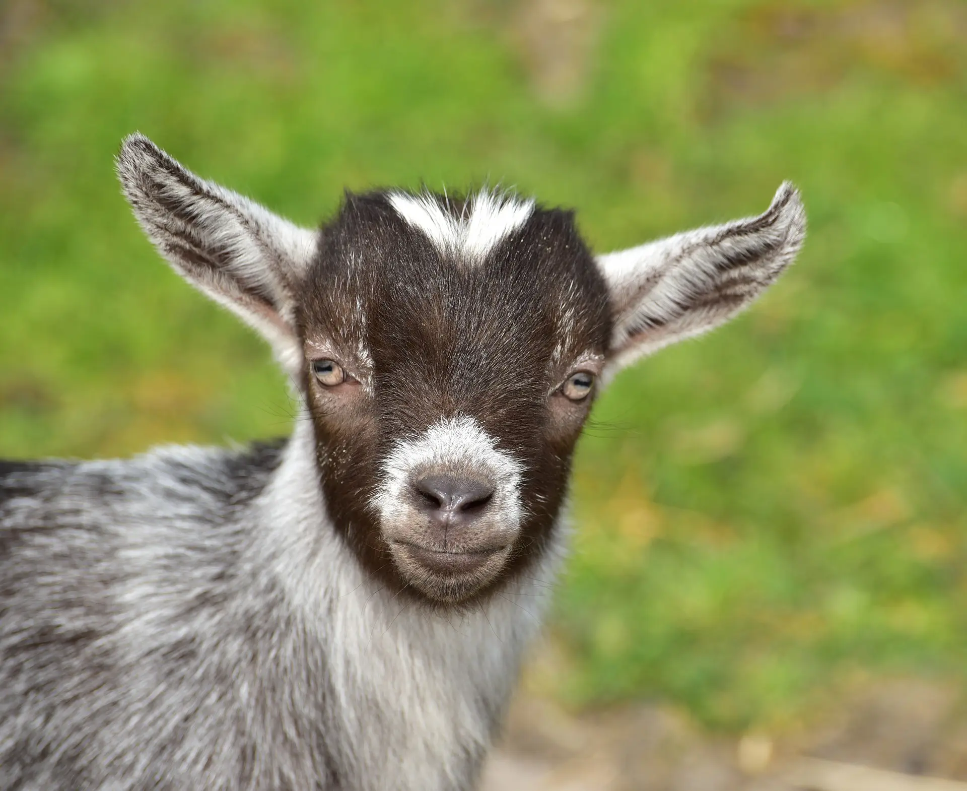 Goats
